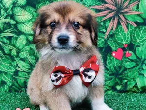 Cachorro raça SRD-ViraLata idade 2 a 6 meses nome fera
