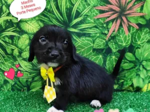 Cachorro raça SRD-ViraLata idade 2 a 6 meses nome principe Aladdin