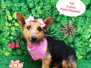Cachorro raça SRD-ViraLata idade 6 ou mais anos nome tati