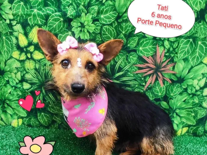 Cachorro ra a SRD-ViraLata idade 6 ou mais anos nome tati