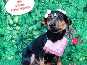 Cachorro raça srd idade 3 anos nome Mia