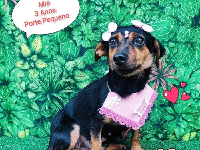 Cachorro ra a srd idade 3 anos nome Mia