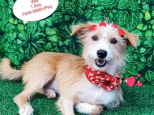 Cachorro raça srd idade 1 ano nome Vick