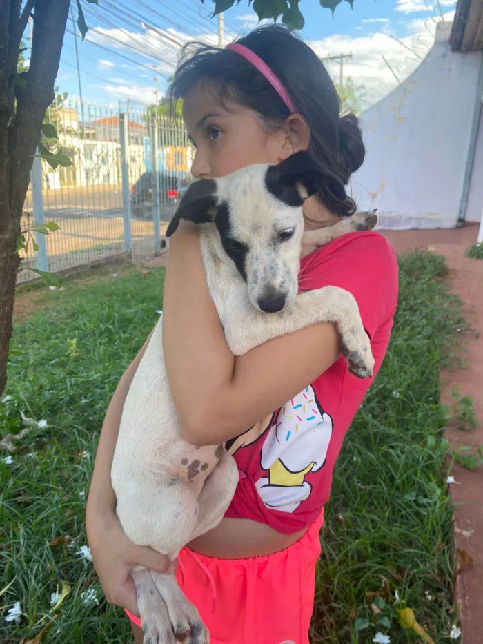 Cachorro ra a SRD-ViraLata idade 2 a 6 meses nome Vaquinha