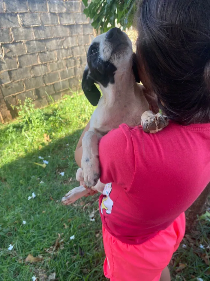 Cachorro ra a SRD-ViraLata idade 2 a 6 meses nome Vaquinha