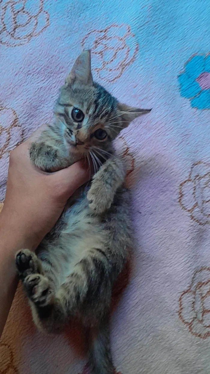 Gato ra a Raça que quer uma familia idade Abaixo de 2 meses nome Sem nome