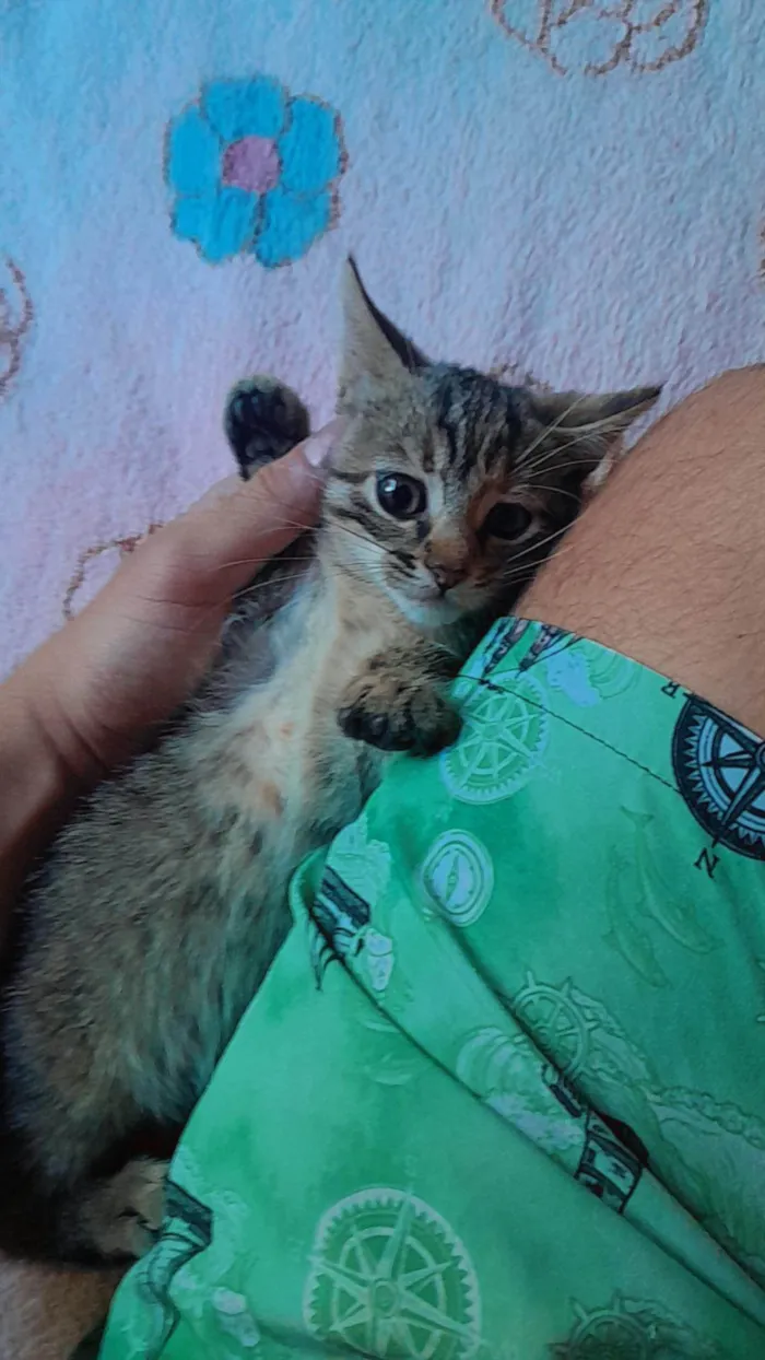 Gato ra a Raça que quer uma familia idade Abaixo de 2 meses nome Sem nome