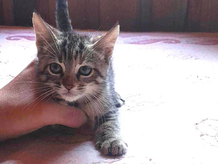 Gato ra a Raça que quer uma familia idade Abaixo de 2 meses nome Sem nome