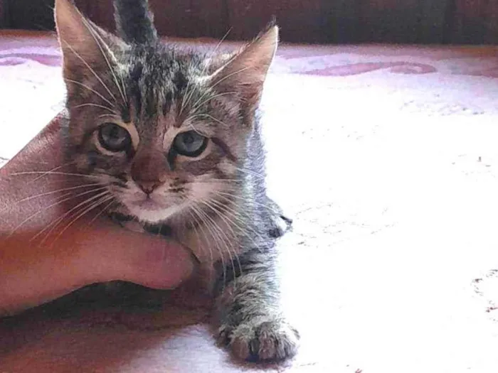 Gato ra a Raça que quer uma familia idade Abaixo de 2 meses nome Sem nome