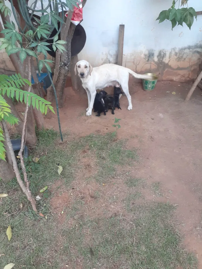 Cachorro ra a Labradora/ chaw Chaw/cole idade 5 anos nome Luck/ mel, com 5 filhotes 