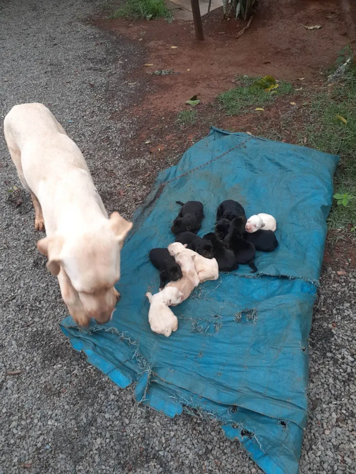 Cachorro ra a Labradora/ chaw Chaw/cole idade 5 anos nome Luck/ mel, com 5 filhotes 