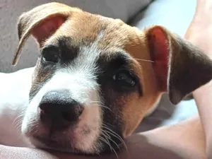 Cachorro raça Pit-Bull/ rusell terrier idade Abaixo de 2 meses nome Kira