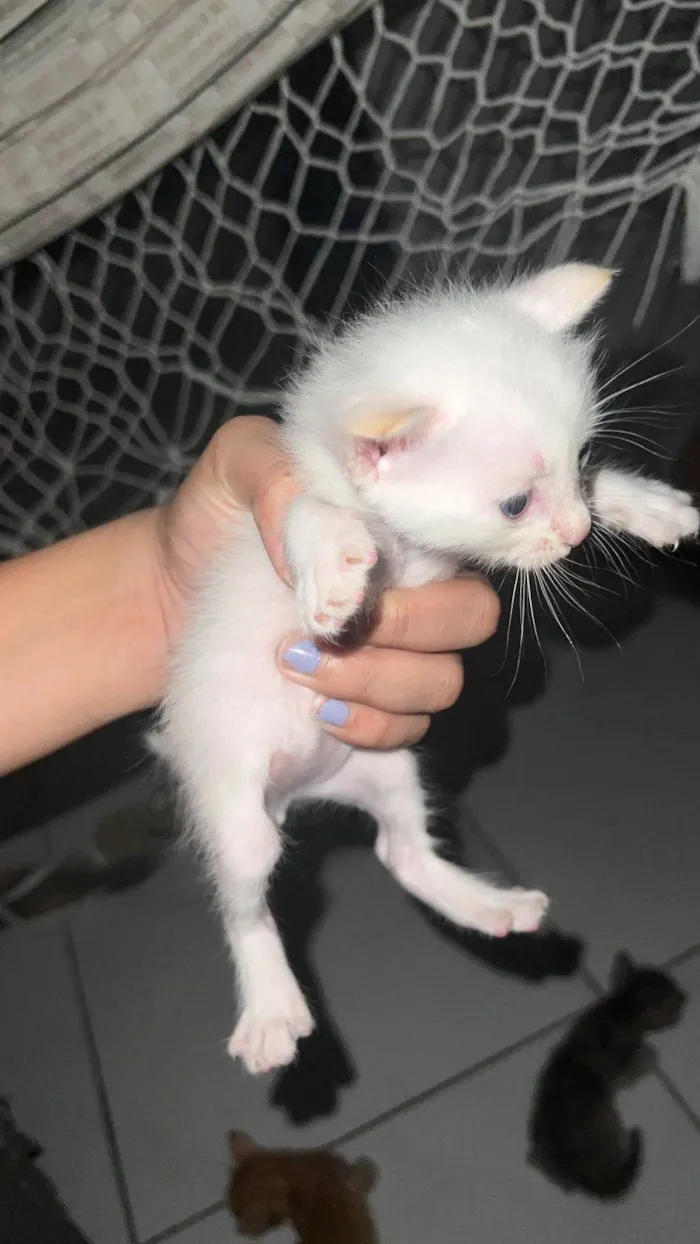 Gato ra a Sem raça definida / persa com siames idade Abaixo de 2 meses nome Gatinhos