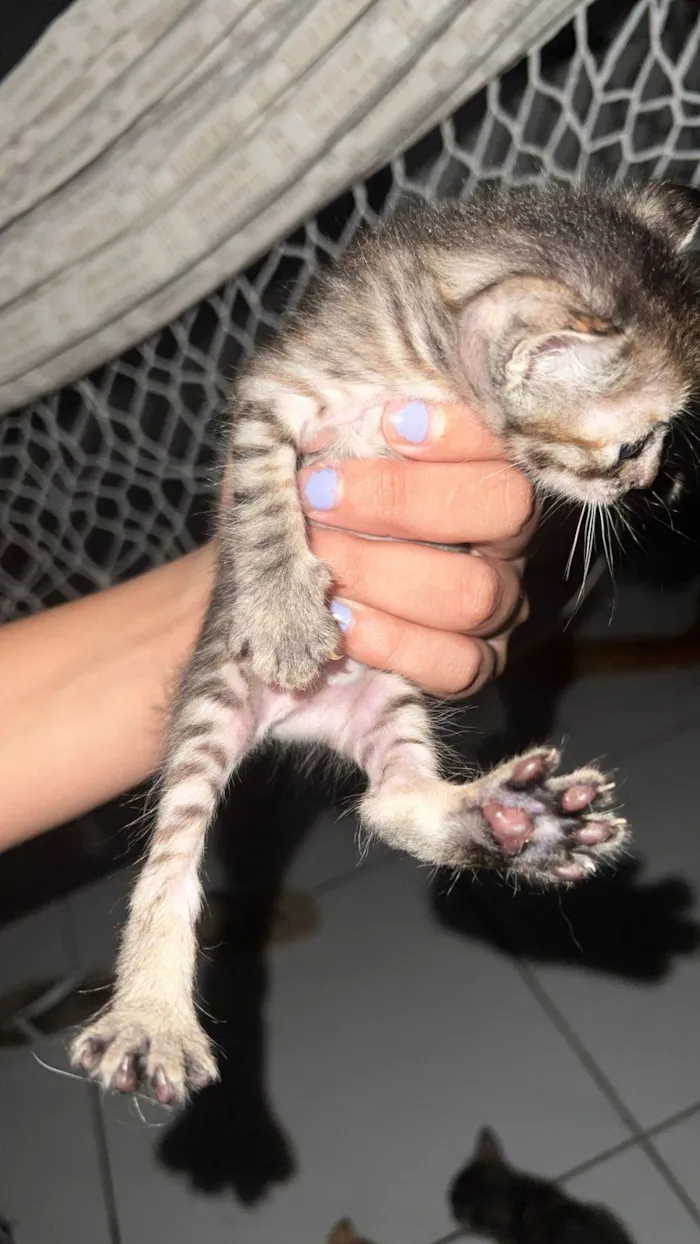 Gato ra a Sem raça definida / persa com siames idade Abaixo de 2 meses nome Gatinhos