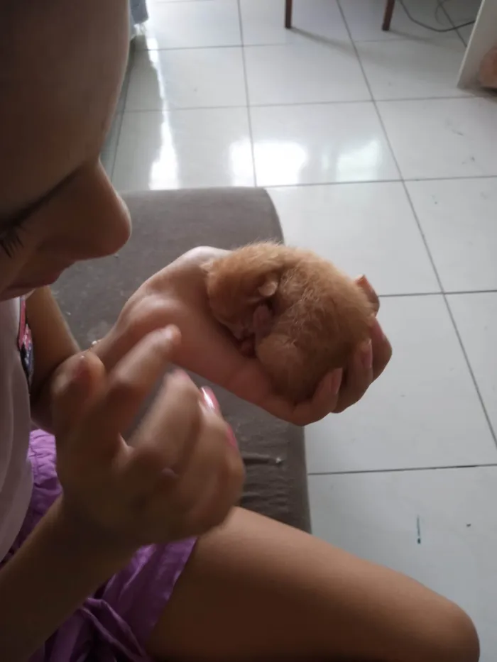 Gato ra a Sem raça definida / persa com siames idade Abaixo de 2 meses nome Gatinhos