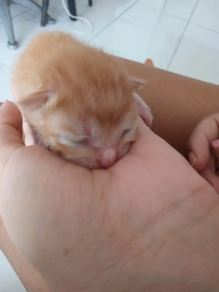 Gato ra a Sem raça definida / persa com siames idade Abaixo de 2 meses nome Gatinhos