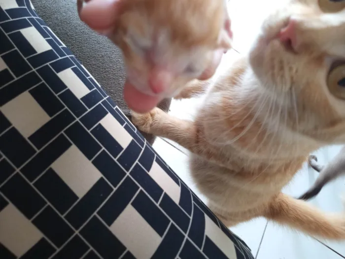 Gato ra a Sem raça definida / persa com siames idade Abaixo de 2 meses nome Gatinhos