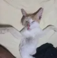 Gordinho 