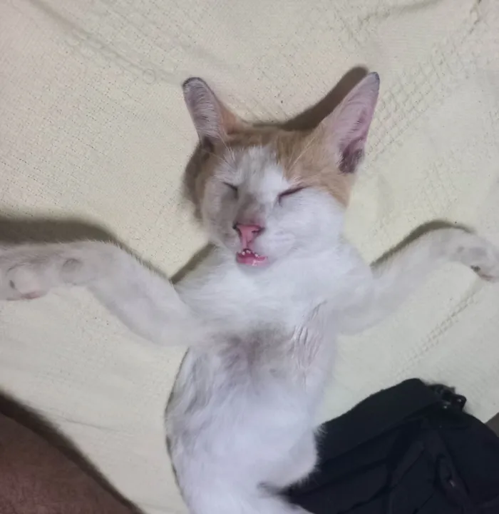 Gato ra a  idade 1 ano nome Gordinho 