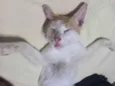 Gordinho 
