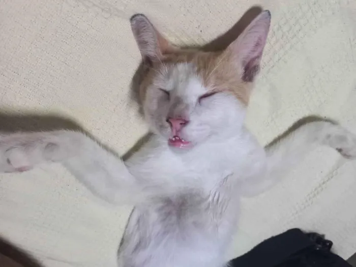 Gato ra a  idade 1 ano nome Gordinho 