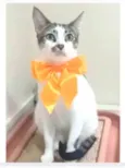 PIPA