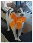 PIPA