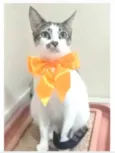 PIPA