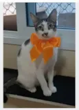 PIPA