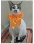 PIPA