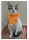 PIPA