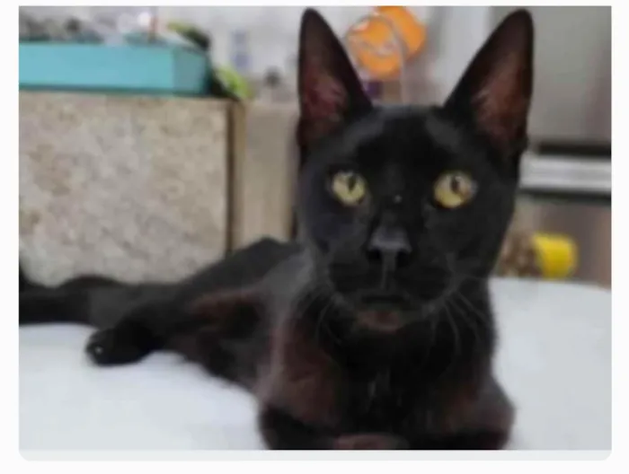 Gato ra a srd  idade 4 anos nome BARTOLOMEU