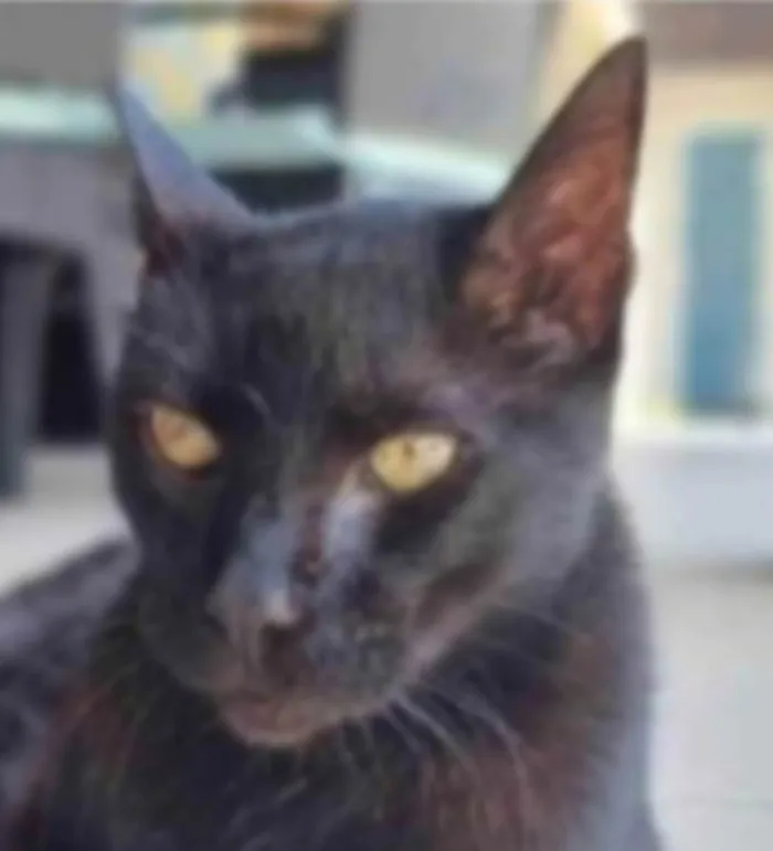 Gato ra a srd  idade 4 anos nome BARTOLOMEU