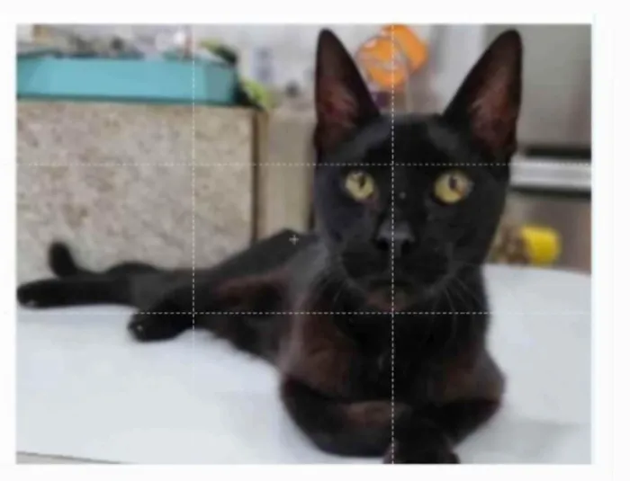Gato ra a srd  idade 4 anos nome BARTOLOMEU