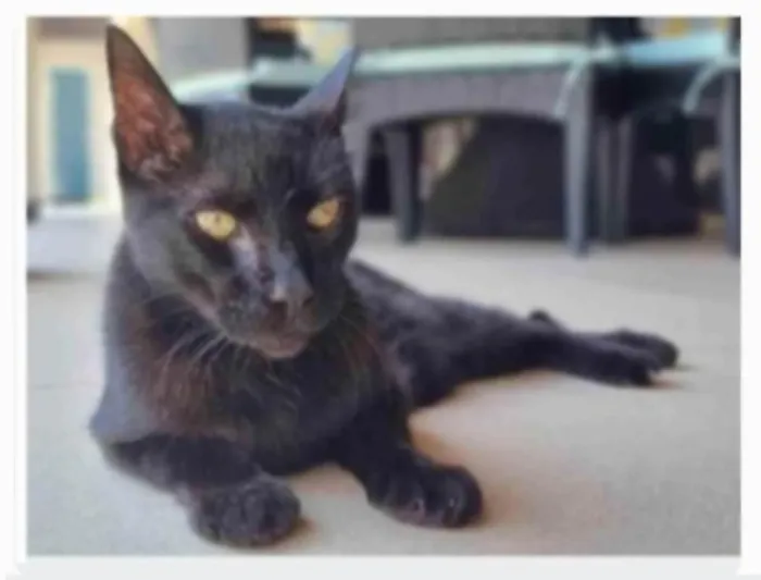 Gato ra a srd  idade 4 anos nome BARTOLOMEU