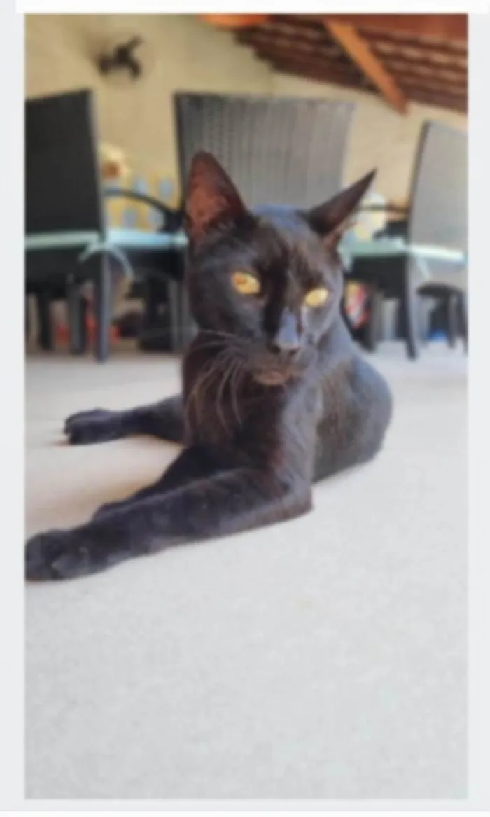 Gato ra a srd  idade 4 anos nome BARTOLOMEU