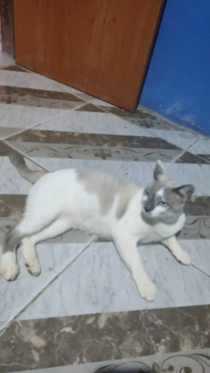 Gato ra a SRD-ViraLata idade 1 ano nome Rafael 