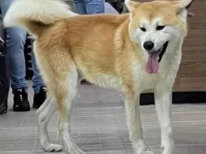 Cachorro raça Akita idade 1 ano nome Desconhecido 
