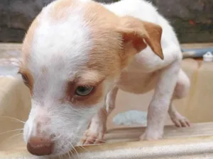 Cachorro raça SRD-ViraLata idade 2 a 6 meses nome Princesa 