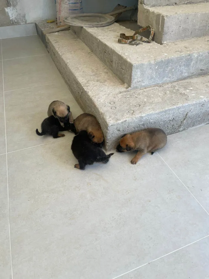 Cachorro ra a SRD-ViraLata idade Abaixo de 2 meses nome sem nomes