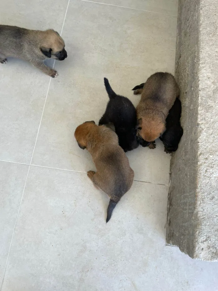 Cachorro ra a SRD-ViraLata idade Abaixo de 2 meses nome sem nomes