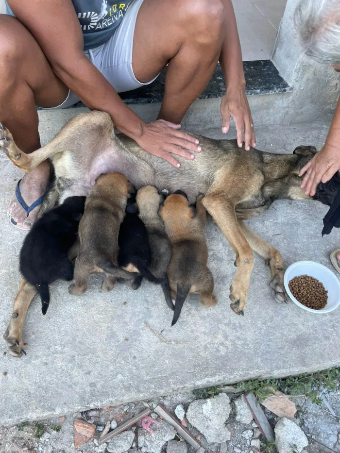 Cachorro ra a SRD-ViraLata idade Abaixo de 2 meses nome sem nomes