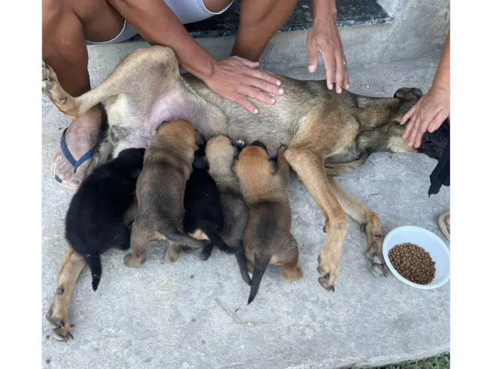 Cachorro ra a SRD-ViraLata idade Abaixo de 2 meses nome sem nomes