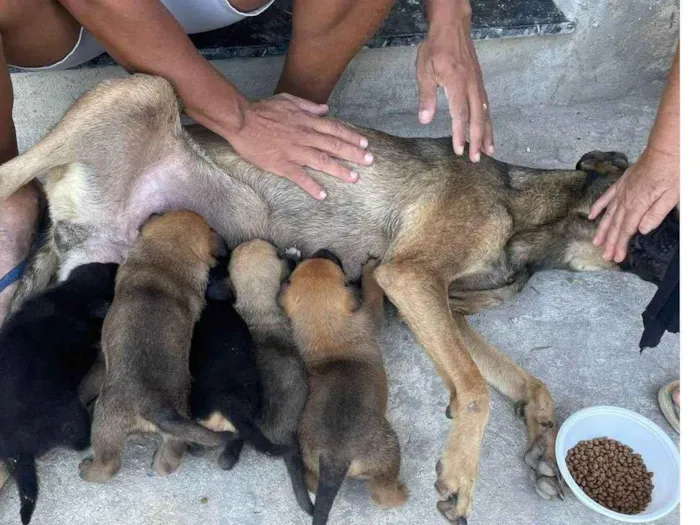 Cachorro ra a SRD-ViraLata idade Abaixo de 2 meses nome sem nomes