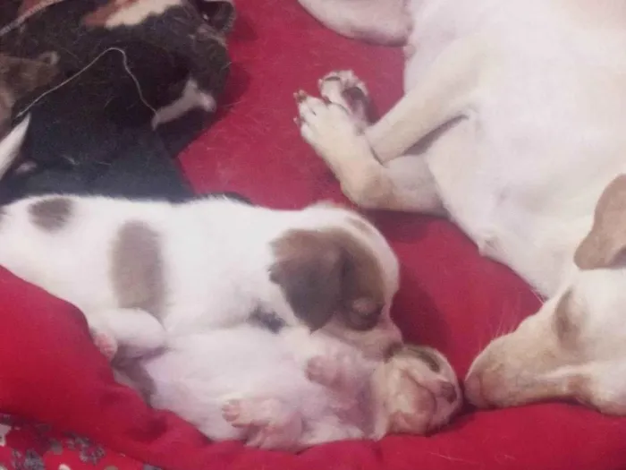 Cachorro ra a SRD-ViraLata idade Abaixo de 2 meses nome esmeralda 