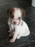 esmeralda