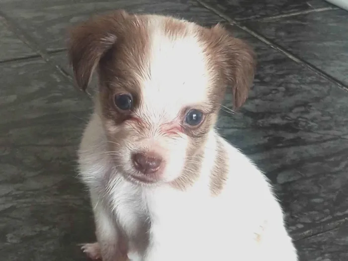 Cachorro ra a SRD-ViraLata idade Abaixo de 2 meses nome esmeralda 