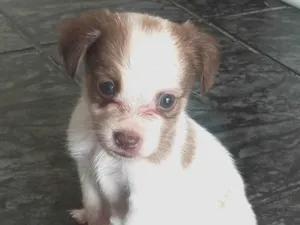 Cachorro raça SRD-ViraLata idade Abaixo de 2 meses nome esmeralda 