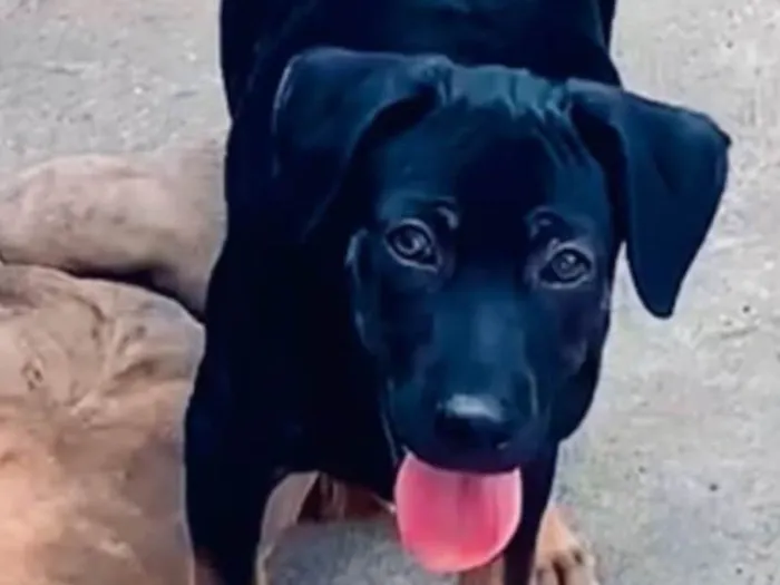 Cachorro ra a Labrador idade 2 a 6 meses nome Apollo