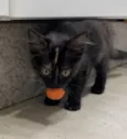 Gordinho 
